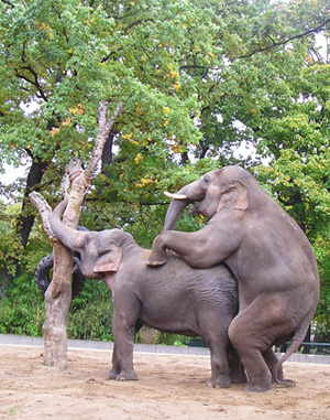 elephants