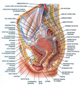 Οβελιαία τομή της γυναικείας πυέλου
